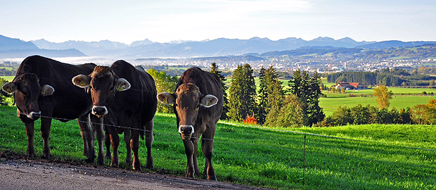 Allgäu Cross