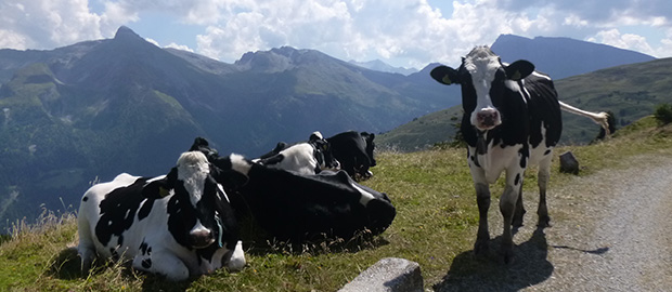 Transalp Zillertal – Dolomiten – Gardasee